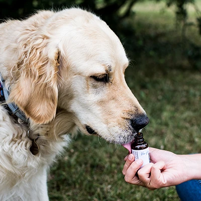 Un chien Golden Retriever lèche le contenu d'un flacon de fleurs de Bach tenu par une main humaine, dans un espace extérieur herbeux.