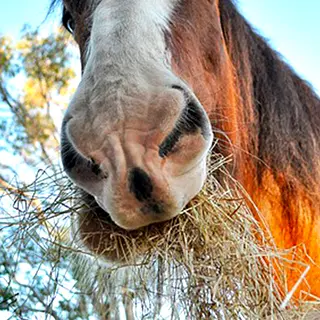 Vue rapprochée des naseaux d’un cheval brun et blanc en train de manger du foin.