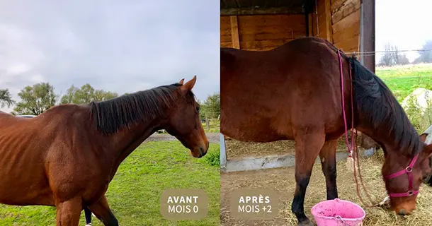 Naturopathie pour chevaux et chiens. Une photo en deux parties montrant l'évolution physique d'une jument Pur-Sang Anglaise. À gauche, la jument avant la prise de poids, et à droite, deux mois après, avec une prise de poids visible et un meilleur état corporel.