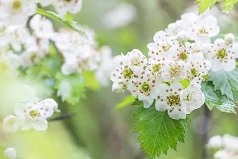 Gros plan sur des fleurs d'aubépine blanches délicates, avec des étamines rosées, entourées de feuillage vert vif dans un cadre naturel flou.