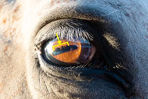 Gros plan sur l'œil d'un cheval lors d'une observation d'iridologie, avec un reflet détaillé et des zones marquées pour analyse.