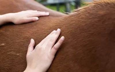 Le shiatsu : une méthode douce pour le bien-être du corps et de l’esprit