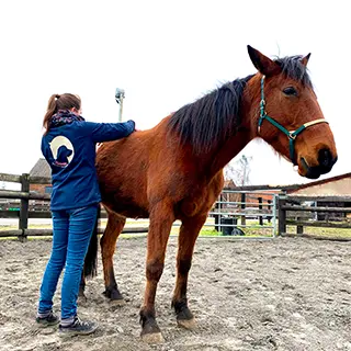 Une personne (Naturisis) pratique une séance de shiatsu sur un cheval bai, dans un rond de longe en extérieur.