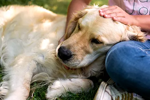 Un golden retriever allongé sur l'herbe reçoit une séance de shiatsu avec une pression apaisante sur la tête.