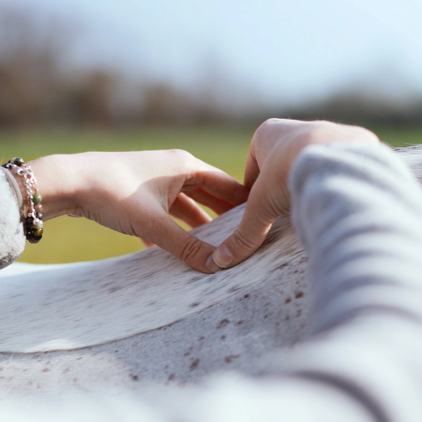 Les mains d'une praticienne appliquent une pression douce et contrôlée avec les pouces sur le dos d'un cheval gris moucheté, dans un cadre extérieur apaisant.