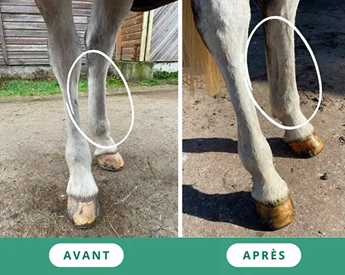 Comparaison en deux images du membre d’un cheval atteint d’engorgement. À gauche, le membre est gonflé ; à droite, il est dégonflé et retrouve son apparence normale.