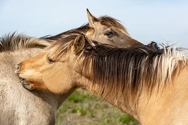 Deux chevaux s’échangeant des grattouilles mutuelles, un comportement social naturel favorisant la détente et le lien entre eux.