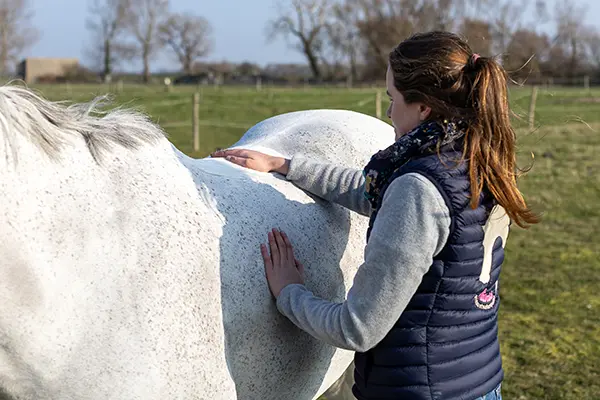 Une praticienne applique une séance de shiatsu sur le dos d’un cheval gris en plein air, dans un pré entouré de clôtures, sous un ciel dégagé.