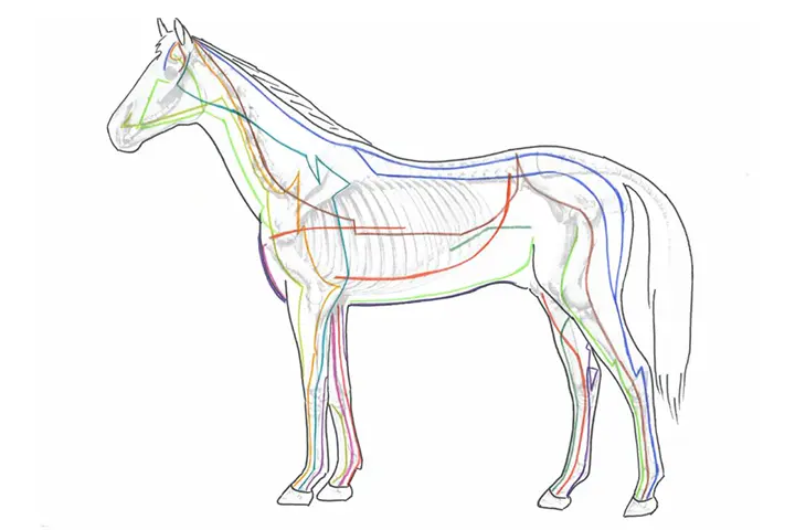 Illustration représentant les trajets des méridiens d’acupuncture sur un cheval, avec différentes couleurs indiquant les circuits énergétiques.