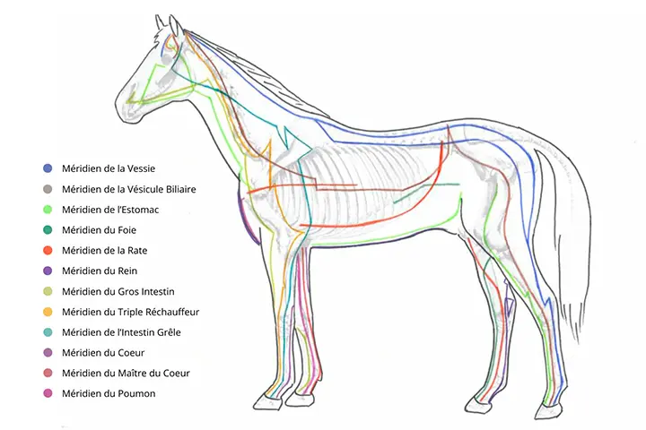 Illustration représentant les trajets des méridiens d’acupuncture sur un cheval, avec différentes couleurs indiquant les circuits énergétiques.