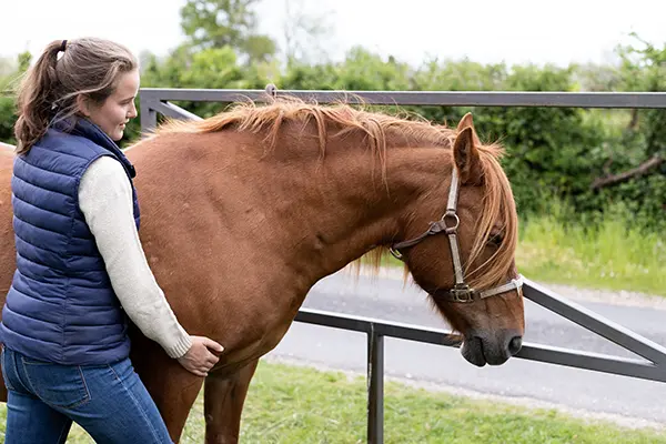 Une praticienne en shiatsu effectue une séance sur un cheval alezan, en pleine nature, à proximité d'une clôture métallique. Le cheval est détendu et porte un licol simple.