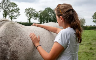 Les méridiens : que nous disent-ils sur le cheval ?