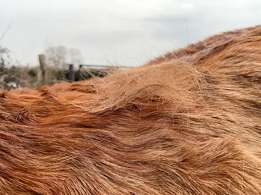 Gros plan sur le dos d’un cheval alezan en pleine mue, avec des touffes de poils détachés visibles sur son pelage.